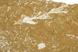 Ordovician Kukersite Oil Shale with Bryozoan Fossils - Russia #369580-3